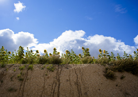 Sunflowersの写真素材