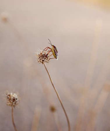Insect on the flowerの写真素材