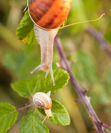 Two snails on a leafの写真素材