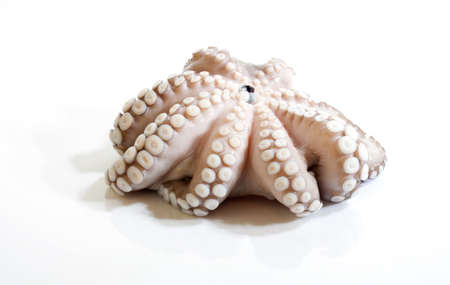 Octopus isolated on a white background の写真素材