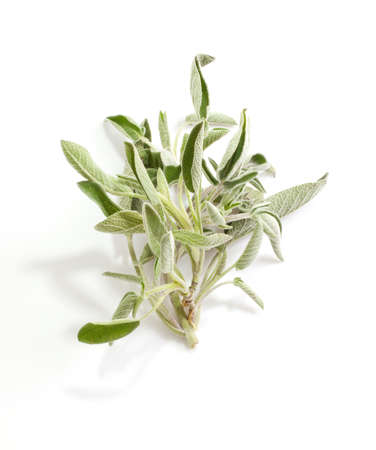 Sage isolated on a white backgroundの写真素材