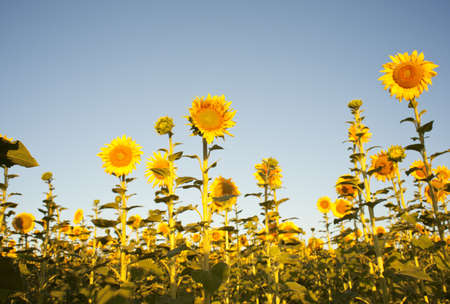 Sunflowers on the blue skyの写真素材
