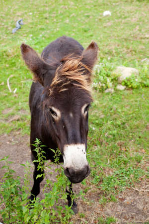 Donkeys grazing in the meadowの写真素材