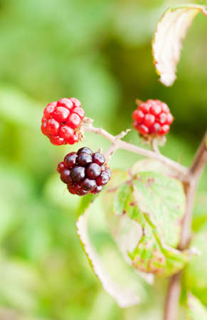 blackberry hanging on the branchの写真素材