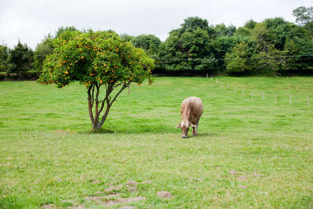 Cow grazing in a meadowの写真素材