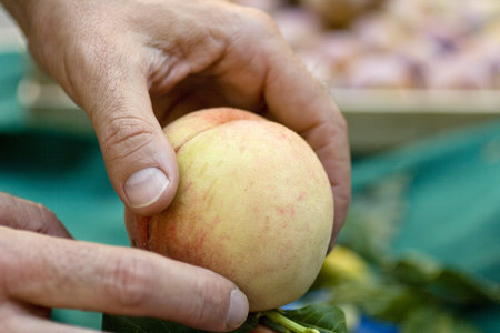 Peachesの写真素材