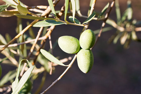 Green olives on a treeの写真素材