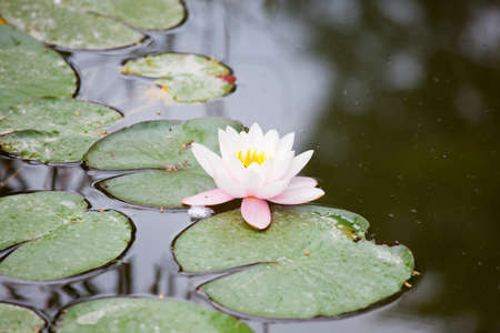 Water-lily in the pondの写真素材