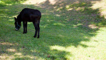 Donkey grazing in the gardenの写真素材