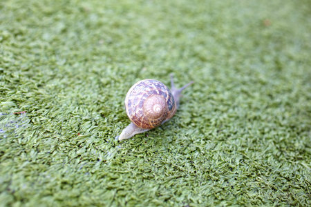 Snails