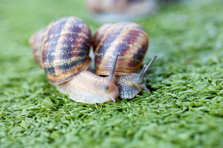 Snailsの写真素材