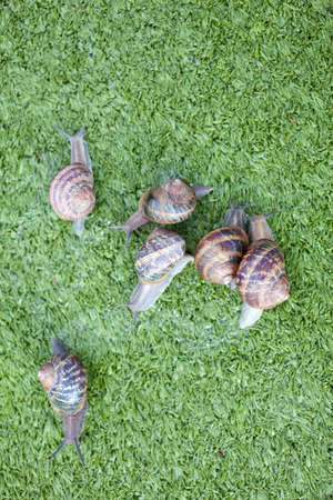 Snailsの写真素材
