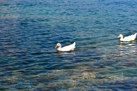 Pekin ducks in the sea water の写真素材