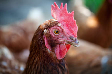 Chickenの写真素材