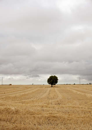 Field after the harvestの写真素材