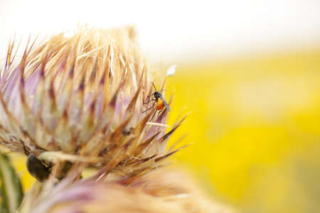 Insect on a flowerの写真素材