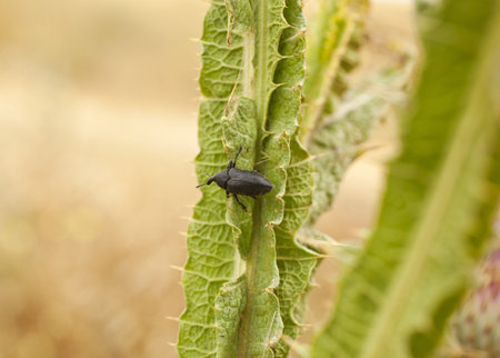 Insect on a leaf