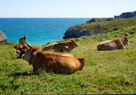Herd of cows grazing next to seaの写真素材