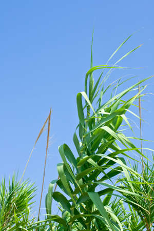 Cane thicket on the blue skyの写真素材