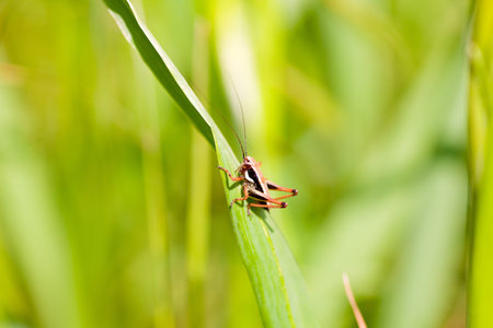 Close up of the grasshopper on leaf
