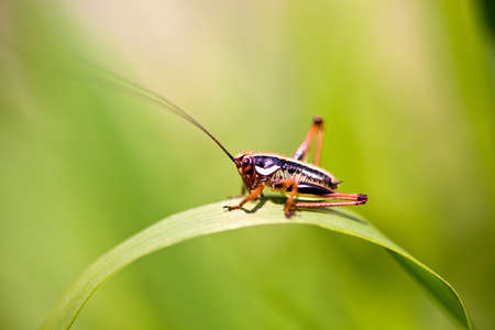 Close up of the grasshopper on leafの写真素材