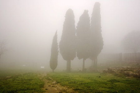 Cypress, Mist-shrouded country roadの写真素材