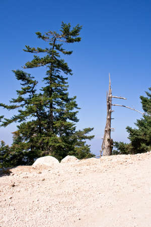 Tree brokenの写真素材