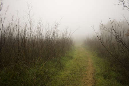 Mist-shrouded country roadの写真素材