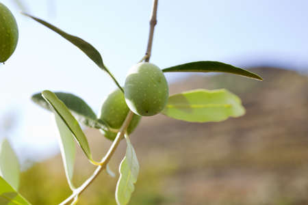 Green olivesの写真素材