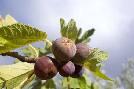 Figs on the branchの写真素材