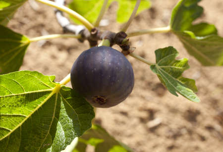 Fig on the branchの写真素材