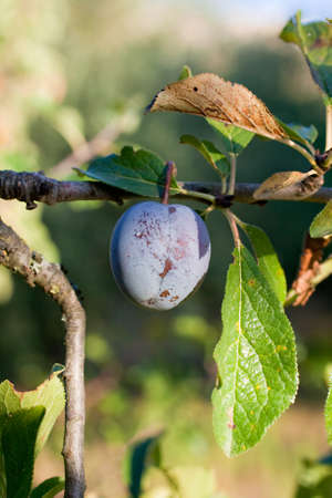 Purple plum on the branchの写真素材