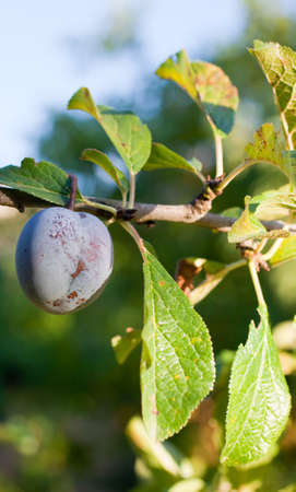 Purple plum on the branchの写真素材