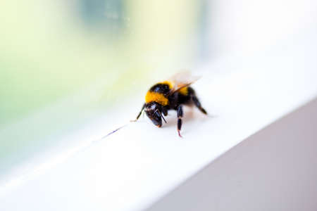 Honey bee on a windowの写真素材