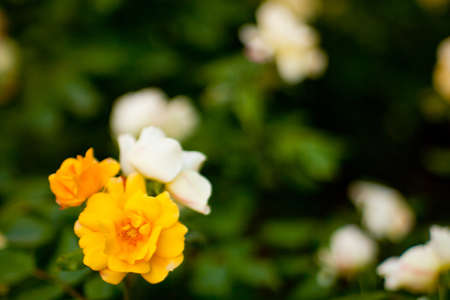 Wonderfull colorful roses in the gardenの写真素材
