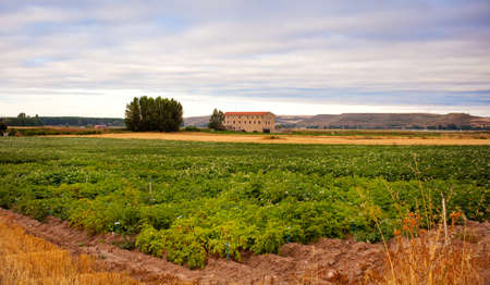 Cultivation in a spanish farmの写真素材