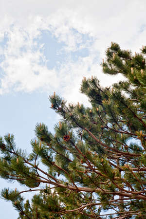 Vew of Detail of a pineの写真素材