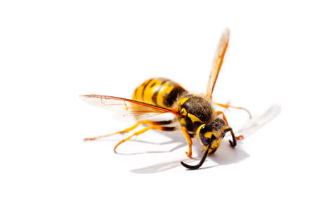 Wasp isolated on a white backgroundの写真素材
