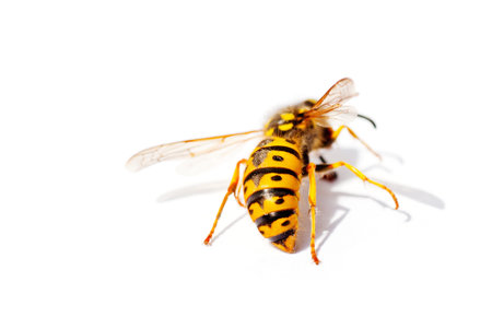 Wasp isolated on a white background