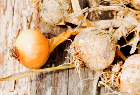 Biologocal garlics and onions freshly harvestedの写真素材