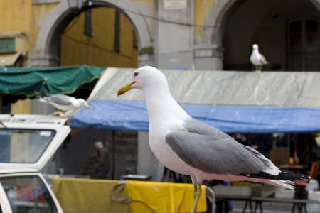 Seagull in the city, Niceの写真素材