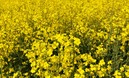 View of White camellia in full blossomの写真素材
