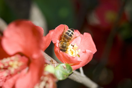 Wasp on red flower in the garden