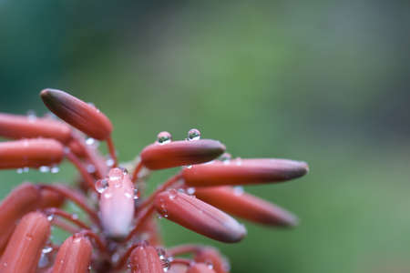 Close up of Orange Plant with dropsの写真素材