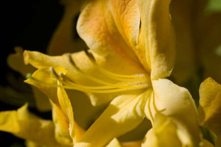 Yellow amarillo flowerの写真素材