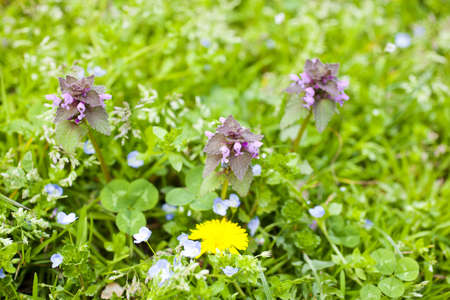 Photo of Flowers on the grassの写真素材