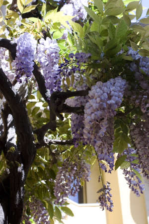 Photo of wisteria flower and plantの写真素材