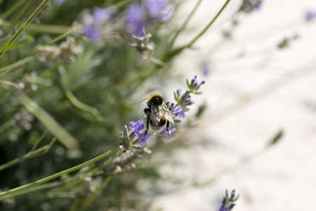 Bee on a Lavender flower in the fieldの写真素材