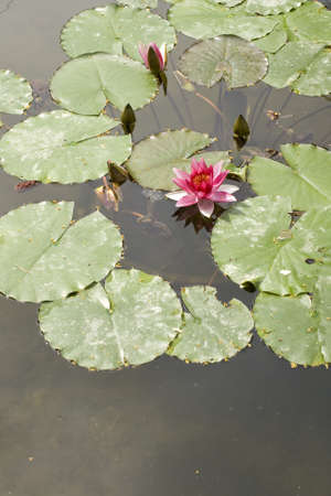 Photo of Nymphaea , Water Lillyの写真素材