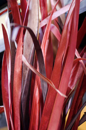 Red dried leaves, furniture for homeの写真素材